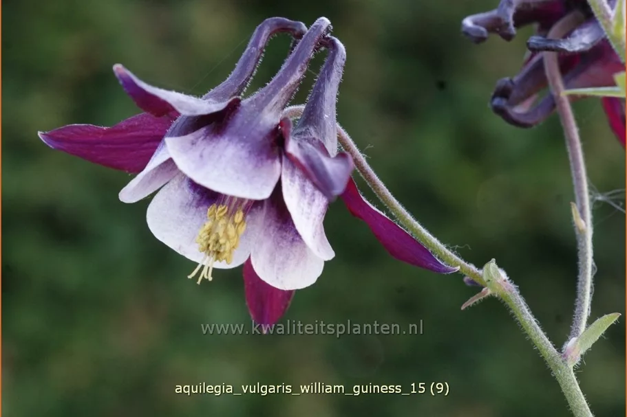 Aquilegia vulgaris 'William Guiness'