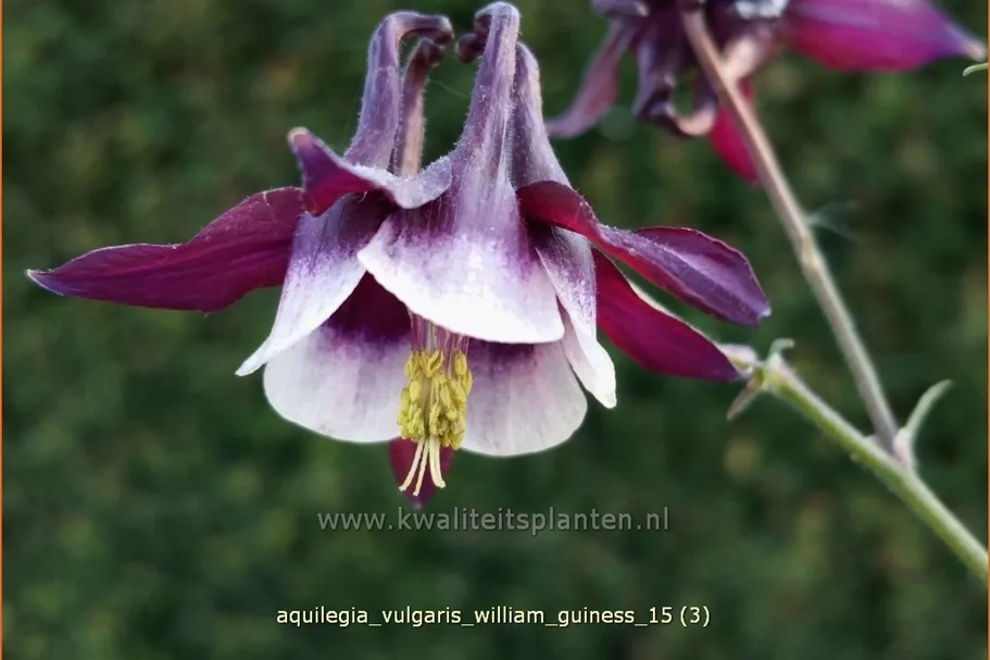 Aquilegia vulgaris 'William Guiness'