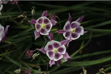 Aquilegia vulgaris 'William Guiness'
