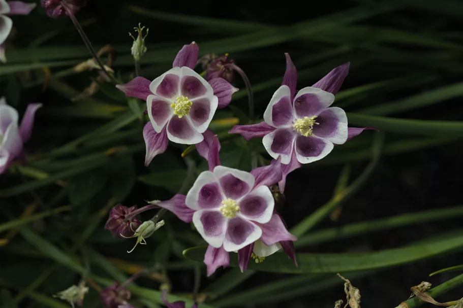 Aquilegia vulgaris 'William Guiness'