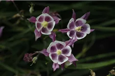 Aquilegia vulgaris 'William Guiness'
