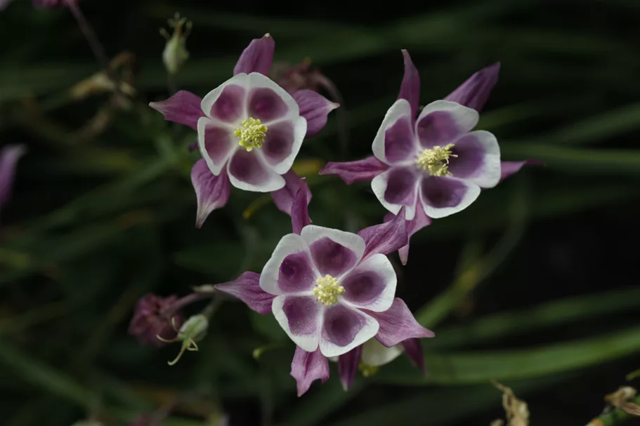 Aquilegia vulgaris 'William Guiness'