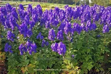 Aconitum cammarum 'Arendsii'
