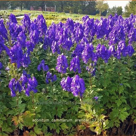 Aconitum cammarum 'Arendsii'