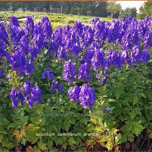 Aconitum cammarum 'Arendsii'
