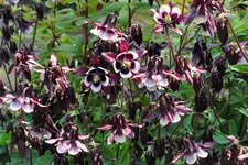 Aquilegia vulgaris 'William Guiness'