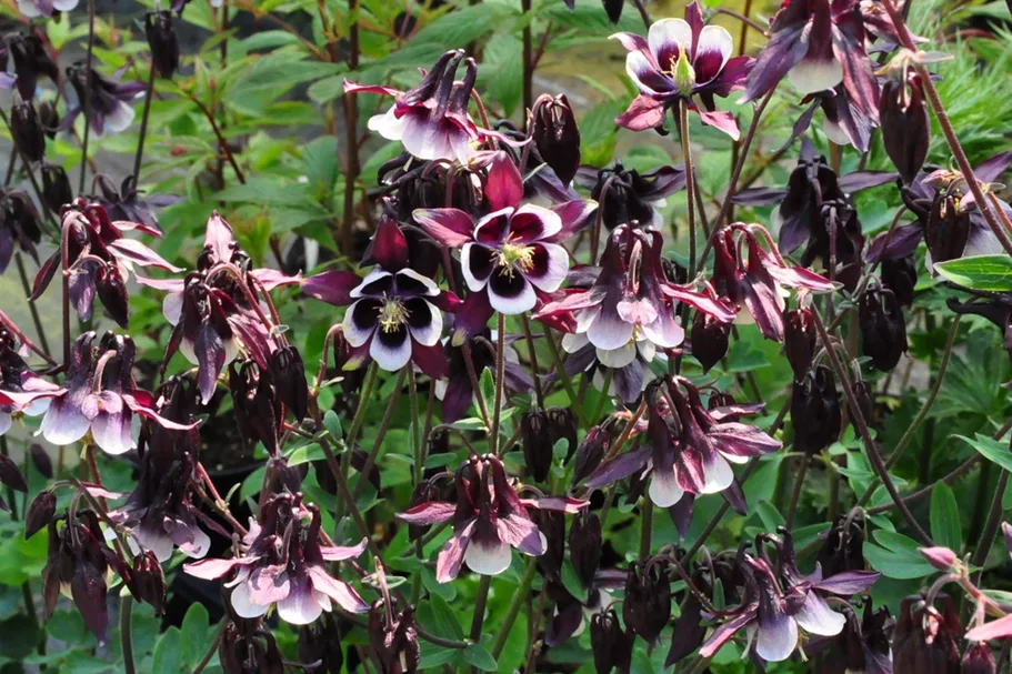 Aquilegia vulgaris 'William Guiness'