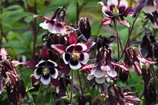 Aquilegia vulgaris 'William Guiness'