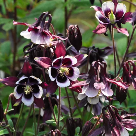 Aquilegia vulgaris 'William Guiness'