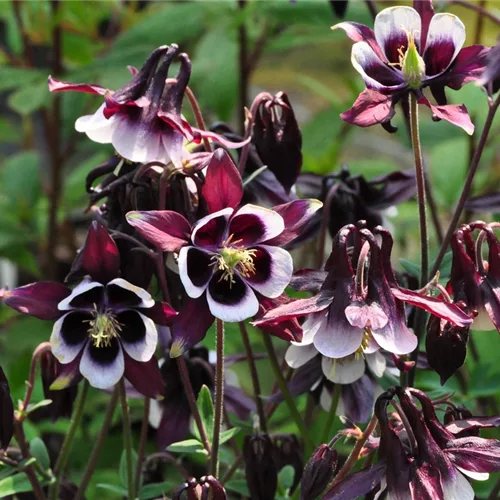 Aquilegia vulgaris 'William Guiness'