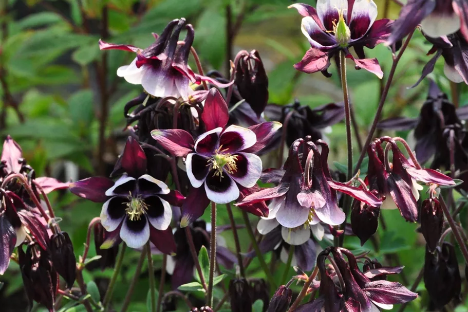 Aquilegia vulgaris 'William Guiness'