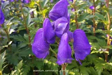 Aconitum cammarum 'Arendsii'