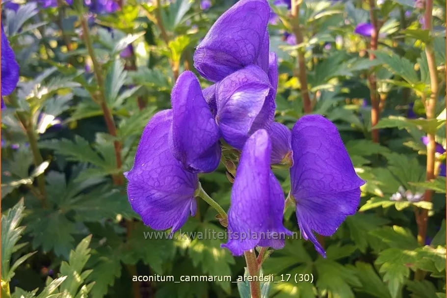 Aconitum cammarum 'Arendsii'