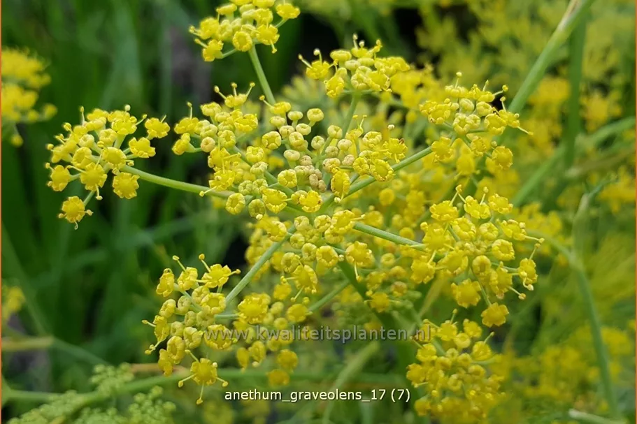 Anethum graveolens