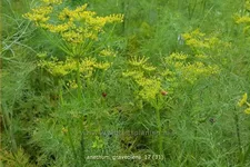 Anethum graveolens