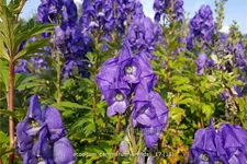 Aconitum cammarum 'Arendsii'