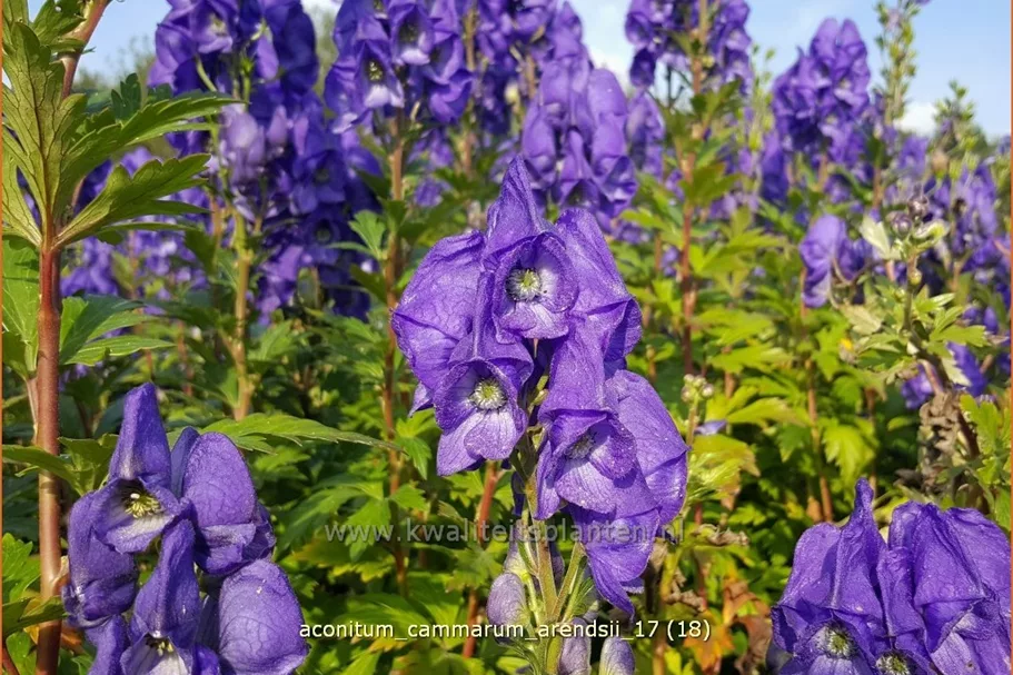 Aconitum cammarum 'Arendsii'