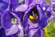 Aconitum cammarum 'Arendsii'