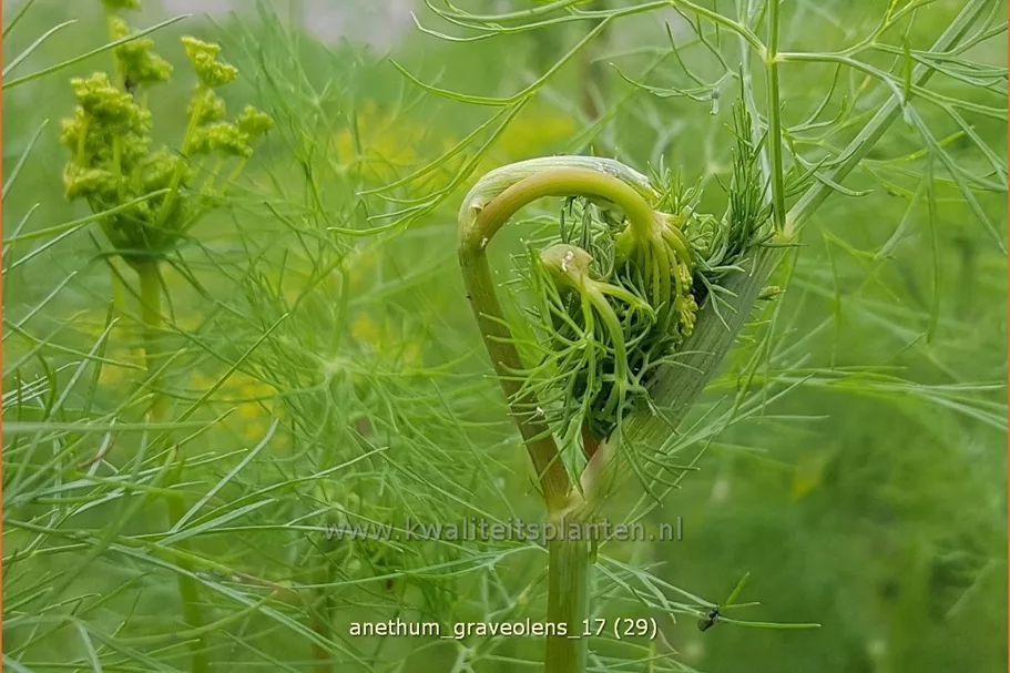 Anethum graveolens