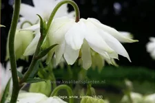 Aquilegia vulgaris 'White Barlow'