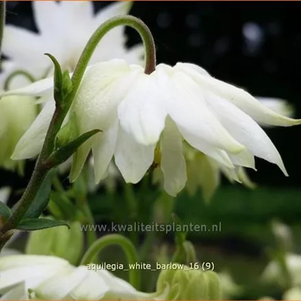 Aquilegia vulgaris 'White Barlow'