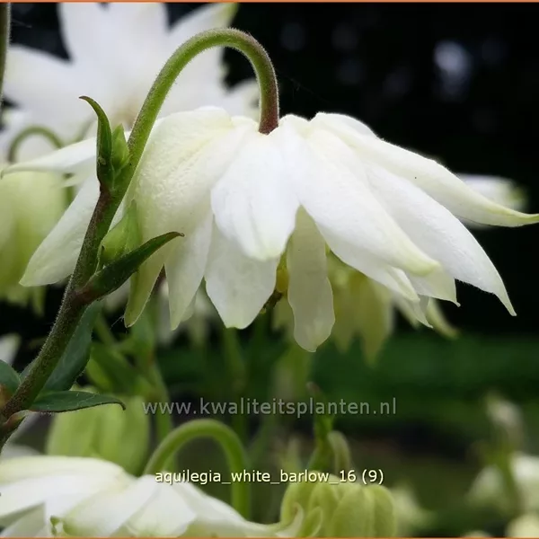 Aquilegia vulgaris 'White Barlow'