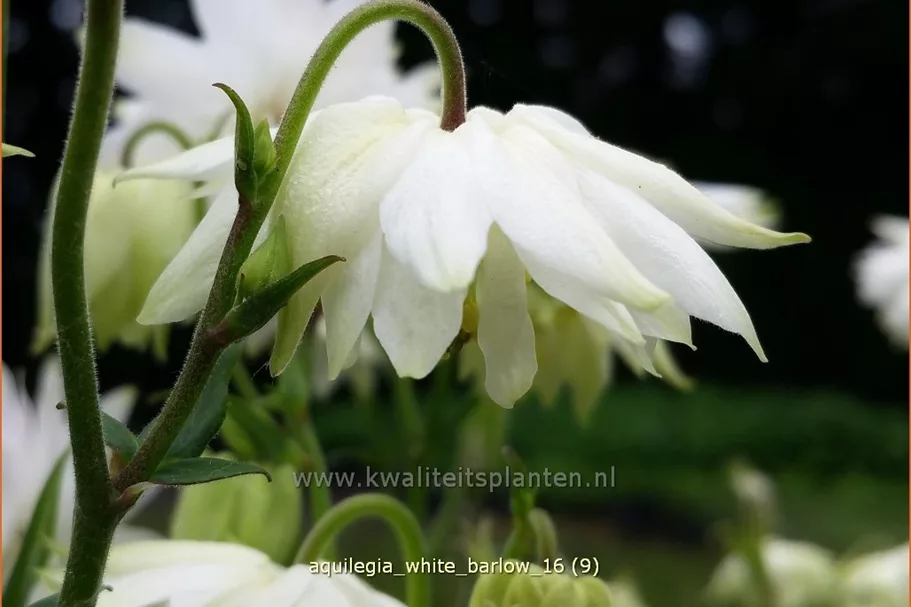 Aquilegia vulgaris 'White Barlow'