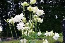 Aquilegia vulgaris 'White Barlow'