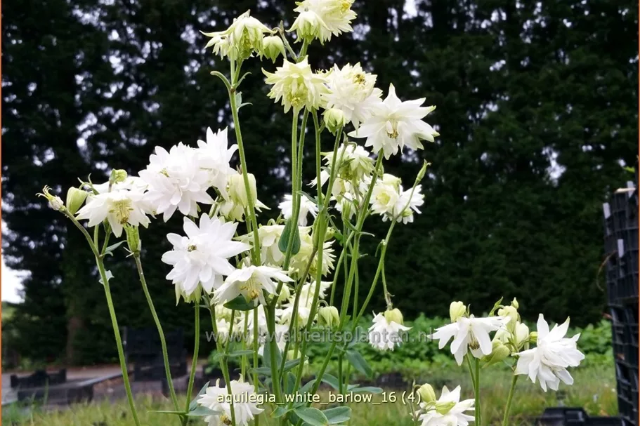 Aquilegia vulgaris 'White Barlow'
