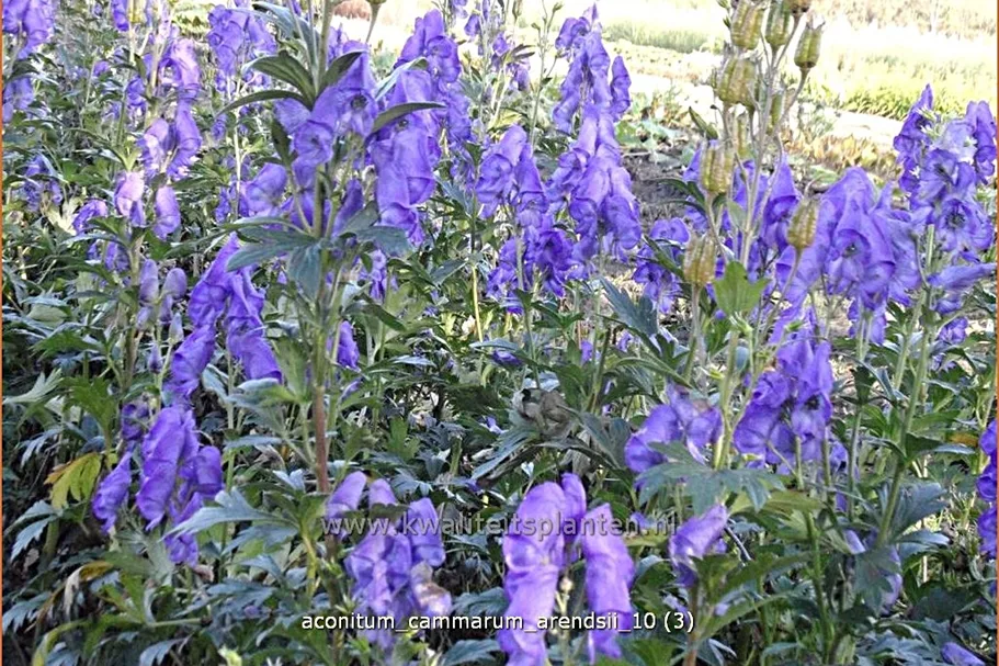 Aconitum cammarum 'Arendsii'