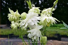 Aquilegia vulgaris 'White Barlow'