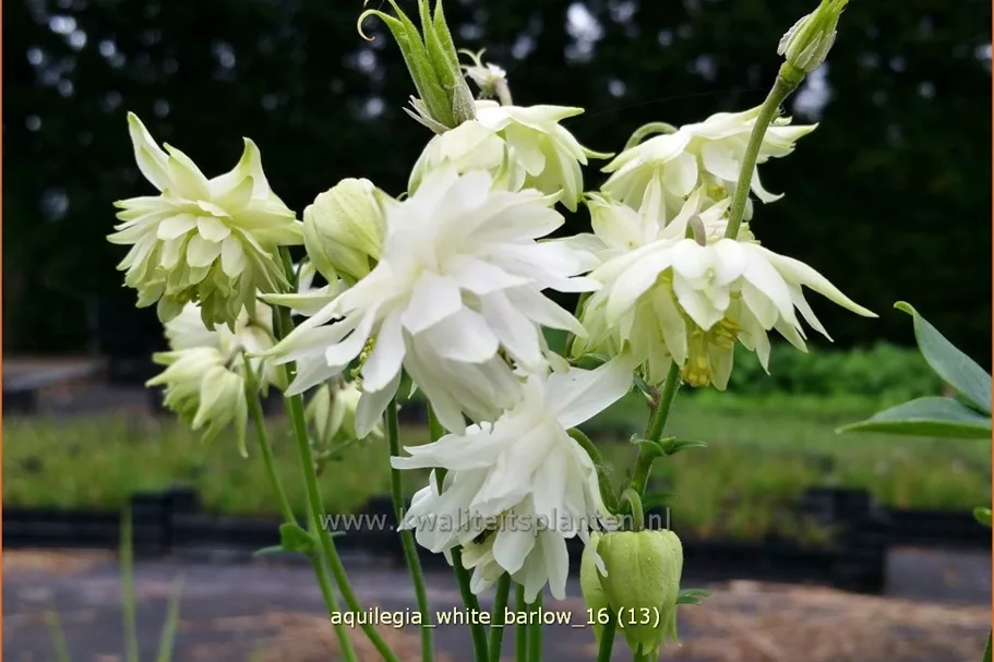 Aquilegia vulgaris 'White Barlow'