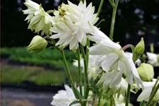Aquilegia vulgaris 'White Barlow'