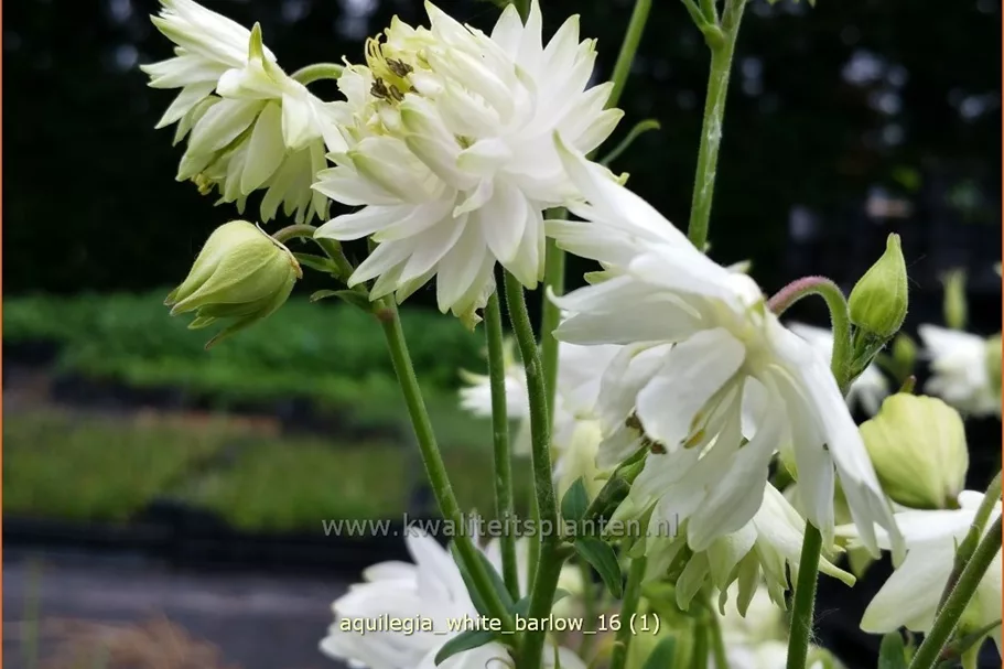 Aquilegia vulgaris 'White Barlow'