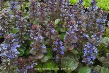 Ajuga reptans 'Catlin´s Giant'