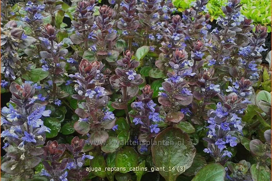 Ajuga reptans 'Catlin´s Giant'