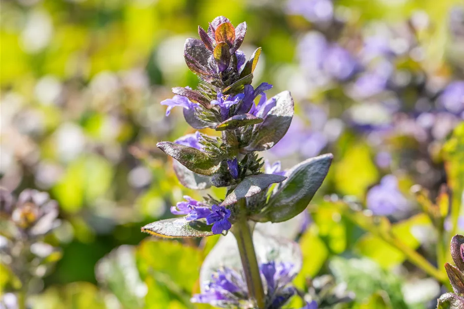 Ajuga reptans 'Catlin´s Giant'