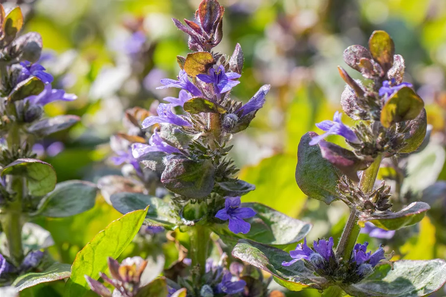 Ajuga reptans 'Catlin´s Giant'
