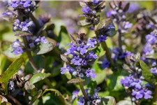 Ajuga reptans 'Catlin´s Giant'
