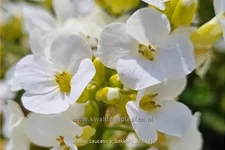Arabis caucasica 'Bakkely'
