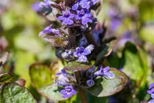 Ajuga reptans 'Catlin´s Giant'