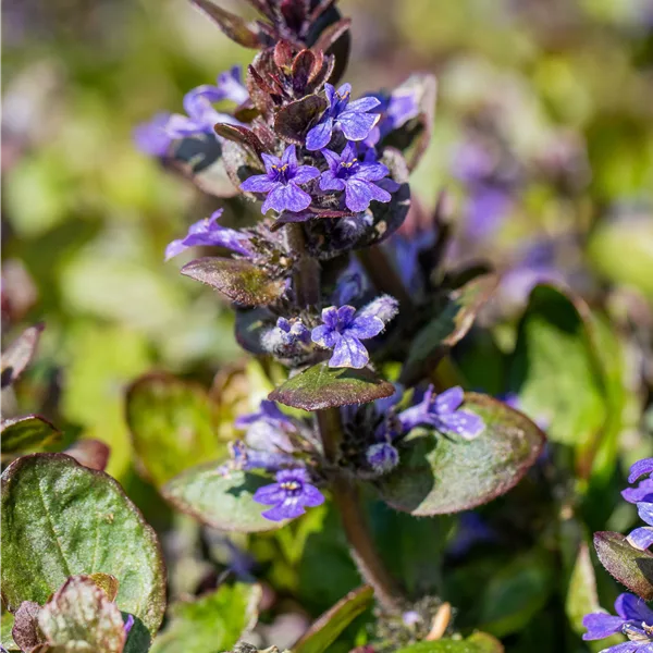 Ajuga reptans 'Catlin´s Giant'