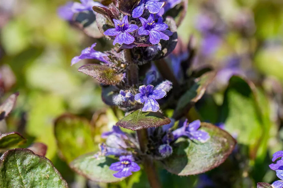 Ajuga reptans 'Catlin´s Giant'