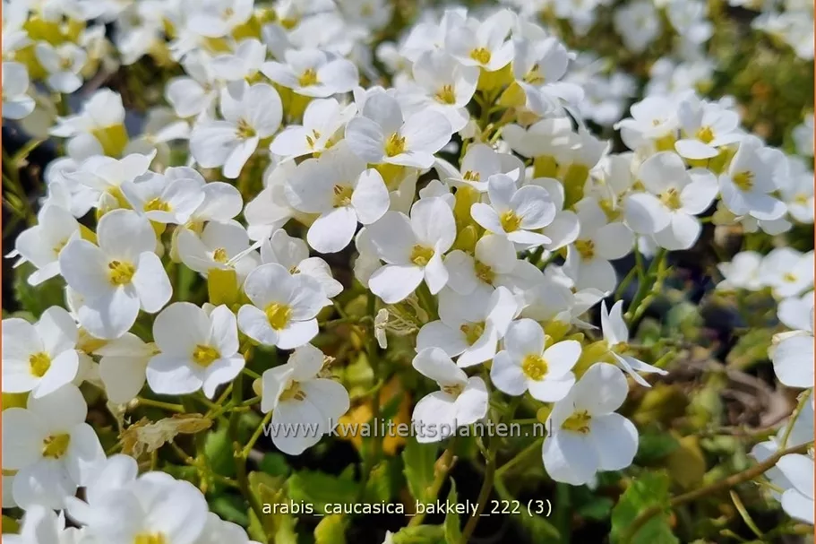 Arabis caucasica 'Bakkely'