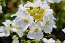 Arabis caucasica 'Bakkely'