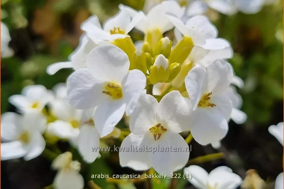 Arabis caucasica 'Bakkely'
