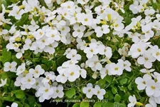 Arabis caucasica 'Bakkely'