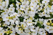 Arabis caucasica 'Bakkely'