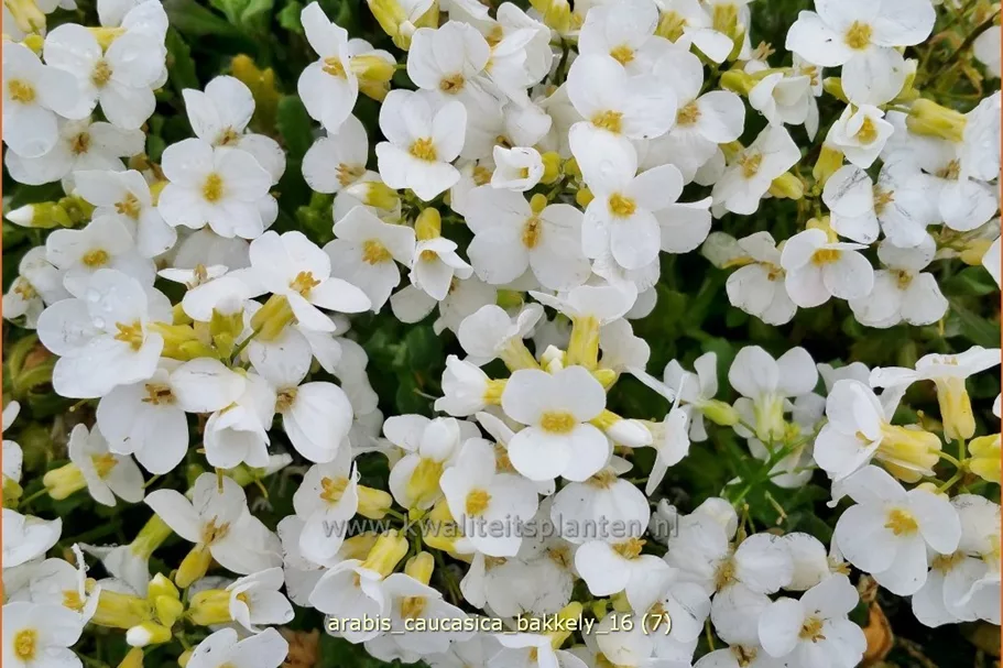 Arabis caucasica 'Bakkely'