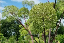 Angelica archangelica